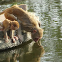Rhesus macaque