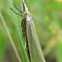 Garden Grass-veneer