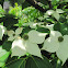 Kousa Dogwood