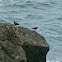 Black Oystercatcher