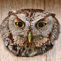 Eastern Screech Owl