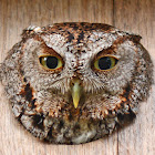 Eastern Screech Owl