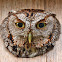 Eastern Screech Owl