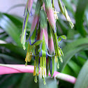 Queen's Tears Bromeliad