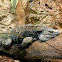 Iguana