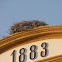 White Stork nest