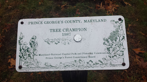 Historical Tree Champion Marker