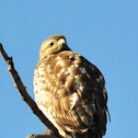Red-shouldered Hawk (juvenile)