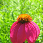 Echinacea / Purple Coneflower