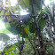 Banana tree