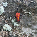 Box Elder Beetle nymphs