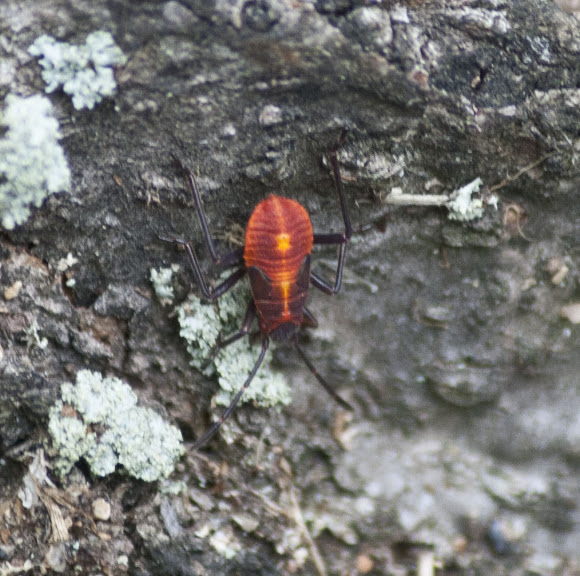 Spotting Image 1