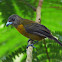 Scarlet Rumped Tanager