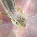 Lagarto chileno juvenil