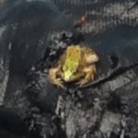 Spotting Image 1
