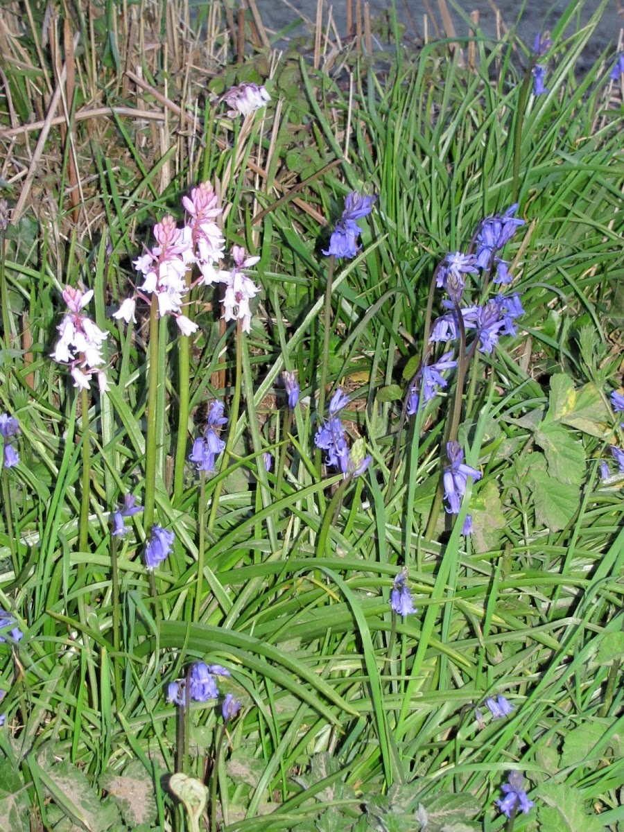Pink Bluebells