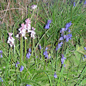 Pink Bluebells