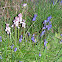 Pink Bluebells