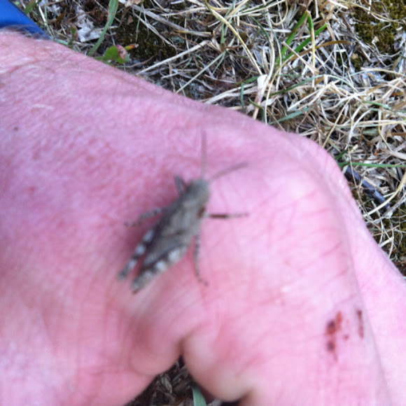Spotting Image 1