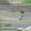 Green Heron