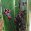 Harlequin Bug Nymph #2