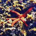 Starfish
