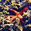 Starfish