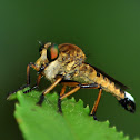 Robber fly
