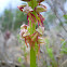 Man Orchid