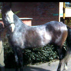 Caballo paso fino