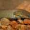 Western Lesser Siren