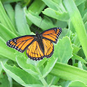 Viceroy Butterfly