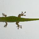 Seychelles giant day gecko