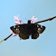 Juvenal's Duskywing