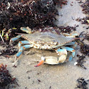 Blue crab