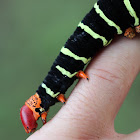 Frangipani caterpillar
