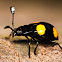 Sap Beetle