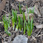 Crocus