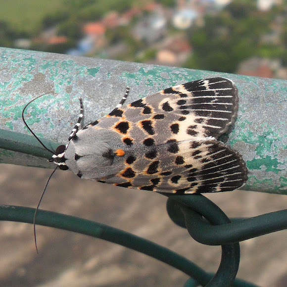 Spotting Image 1