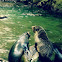 Fur Seal Pups