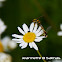 Long Hoverfly