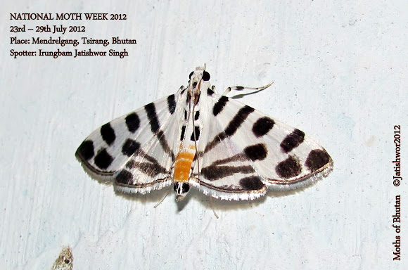 Spotting Image 1