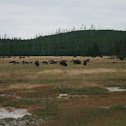 American  Bison