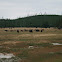 American  Bison