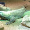 Komodo Dragon