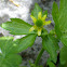 Hooked Buttercup