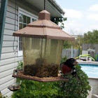 Rose-breasted Grosbeak