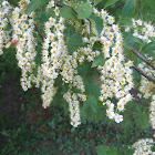 Chokecherry Blossoms