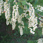 Chokecherry Blossoms