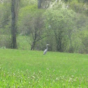 Garza imperial¿?- Purple heron